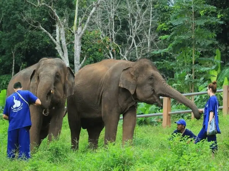 Maetaeng Elephant Park