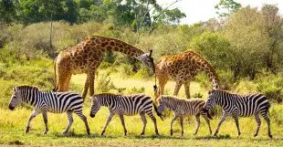 Wildlife Safaris Tours