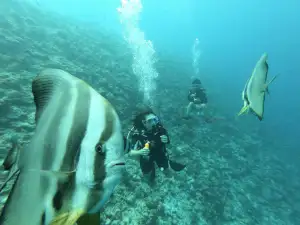 Diving Tours